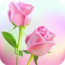 Rose Animated Images Gifs - Colorful Flowers HD 4K