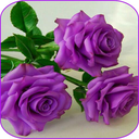 Beautiful flowers and roses pictures Gif