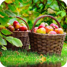 Fruit Apple Wallpaper HD