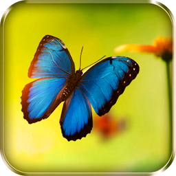 Butterflies Live Wallpaper