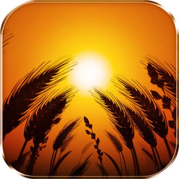 Wheat Dreams Live Wallpaper