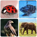 Animals - Quiz about Mammals!