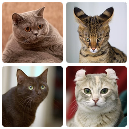 Cat Breeds Quiz - Game about C