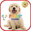 Puppy Training