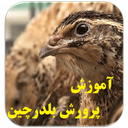 پرورش بلدرچین