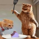 فیلم خنده دار حیوانات