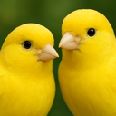 Canary breeding education