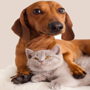 Funny cat and dog clips