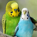 آموزش پرورش مرغ عشق