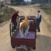 Animal Cargo Truck Transport: Animal Loading Game