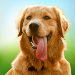 Virtual Pet Dog Sim: Dog Games