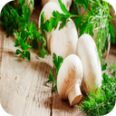 انواع غذاباقارچ