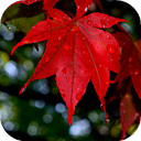 Autumn leaves Wallpapers (backgrounds & themes)