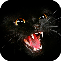 Black Cat Wallpaper Full HD (backgrounds & themes)
