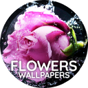 Flowers wallpaper for phone