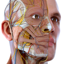 Visual Anatomy 3D - Human body