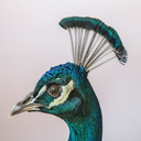 Peacock Wallpapers