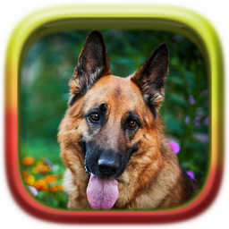 Picture Puzzle: German Shepher