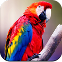 Parrot Wallpapers 4K