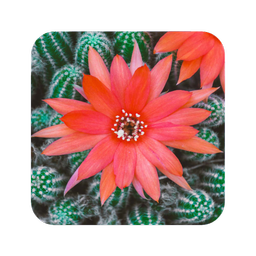 Cactus Flowers Wallpaper