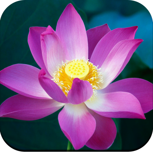 برنامه Lotus Wallpaper HD - دانلود | بازار