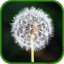 Dandelion Live Wallpaper