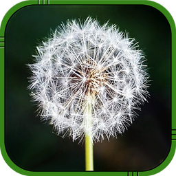 Dandelion Live Wallpaper