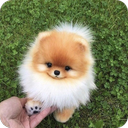 Dog wallpapers - Puppy, Pomeranian Wallpapers