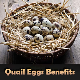 Health Benefits Of Quail Eggs