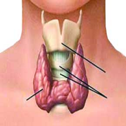 آموزش های تیروئید و درمان