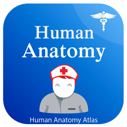 Human Anatomy Atlas - Anatomy