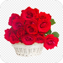 Red Rose HD Images 2020