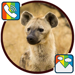 Hyena - RINGTONES and WALLPAPERS