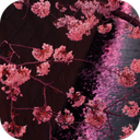 Japanese Sakura Garden Video Wallpapers Gallery