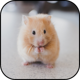 Cute hamster wallpapers