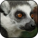 Lemur wallpapers