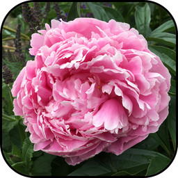 Peonies wallpapers