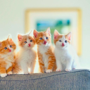 Kitten Wallpapers HD