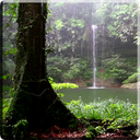 Tropical Rain Video Wallpaper