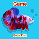 Betta Fish Seller