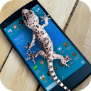 Lizard on phone prank