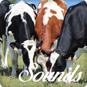 Cow Sounds and Ringtone Audio