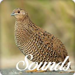 Quail Bird Sounds and Ringtone Audio