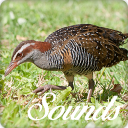 Turnicidae Bird Song Sounds and Ringtone Audio