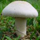 اموزش پرورش قارچ