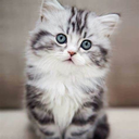 Kitten Wallpapers