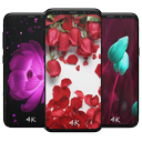 Rose Wallpapers