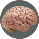 آناتومی مغز و اعصاب