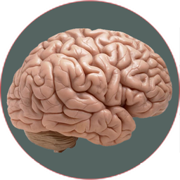 آناتومی مغز و اعصاب