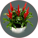 نگهداری گل آپارتمانی